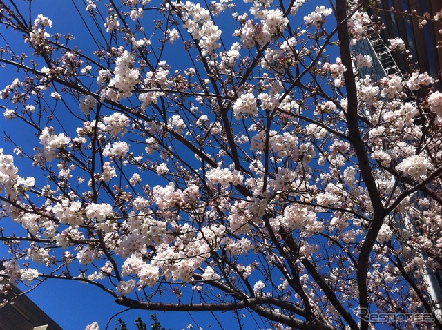 桜（イメージ）