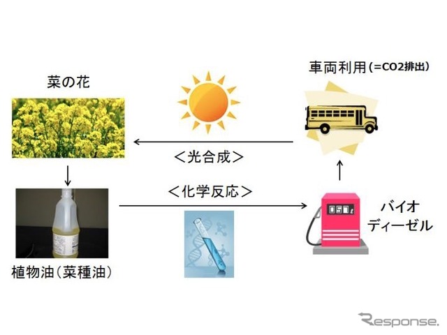 バイオディーゼル利用に関する炭素循環