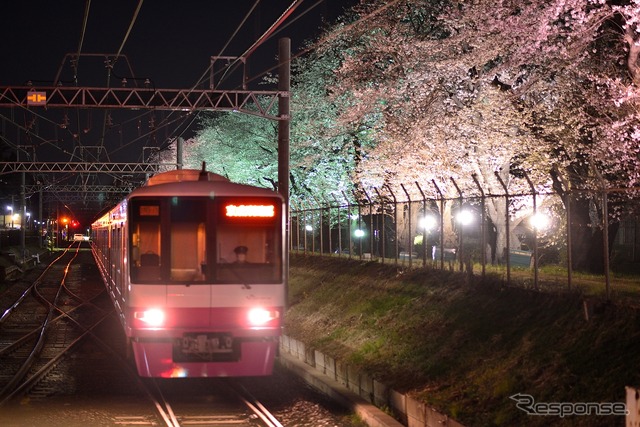 元山~くぬぎ山間にある桜並木のライトアップの様子。今年は3月30日から4月5日まで行われる予定。