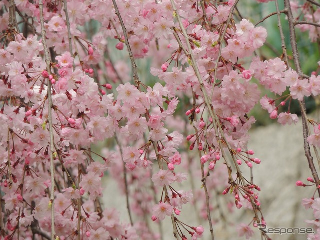 しだれ桜(イメージ)
