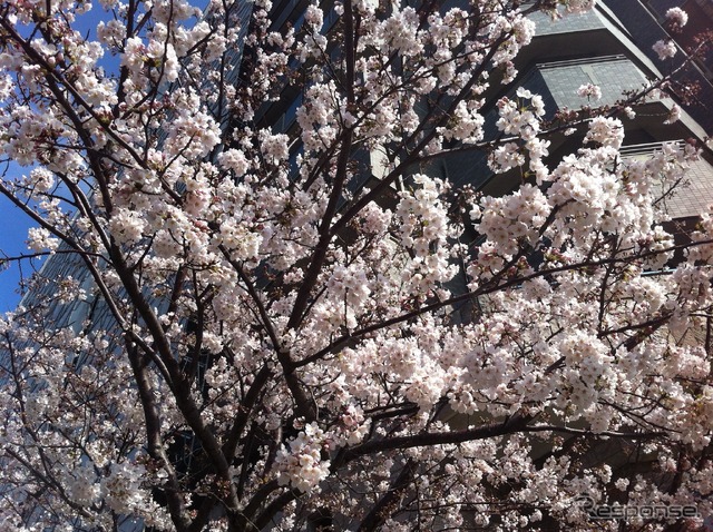 桜（イメージ）