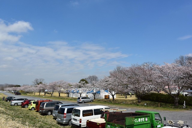 渡良瀬バルーンレース、藤岡さくら祭り会場。7日金曜日は晴れ間も見られたが、強風でフライト中止。