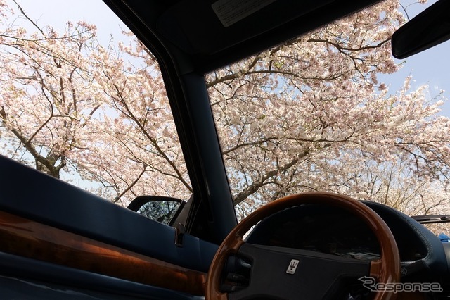 今年は桜が遅めで、見ごろのタイミングが合い、イベントに華を添えた(ビトルボフェスタ2017)。