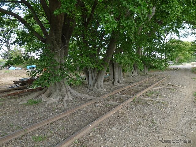 安比奈駅近くに残る線路（2013年5月）。レールの下に木の根が張り出している。