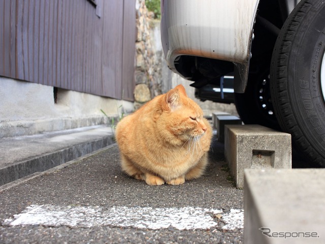 【アンケート】私のペットは車が好きです、でも…