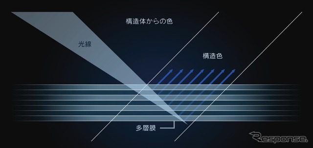 光を受けると特定の波長だけが反射、強調される構造発色