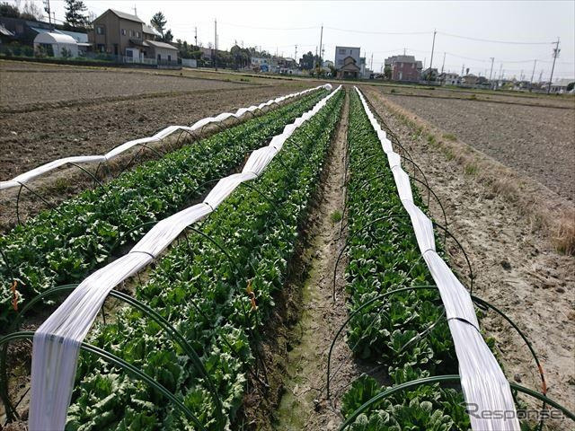 裏作利用イメージ（露地栽培の様子）