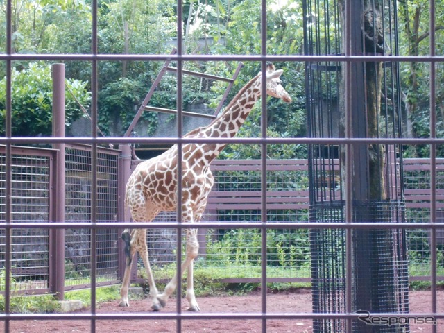 盛岡市動物公園から、上野動物園にやってきたキリンのリンゴ