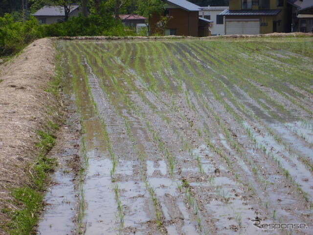 棚田には、真四角ではない田んぼも多い。ナナメになった部分もすきまができないよう、田んぼ全体に苗を植えていく