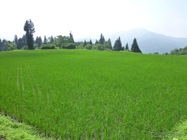 山間の田んぼの美しい風景