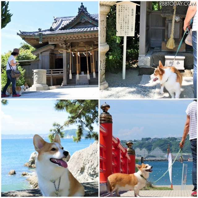 【ワンコとお出かけ Vol.17】レンタルキャンピングカーで行く湘南、三浦の旅(ドライブ前編)