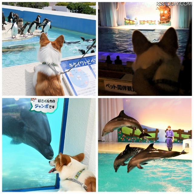【ワンコとお出かけ Vol.18】レンタルキャンピングカーで行く湘南、三浦の旅(ドライブ後編)