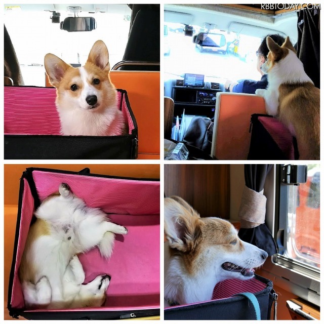 【ワンコとお出かけ Vol.18】レンタルキャンピングカーで行く湘南、三浦の旅(ドライブ後編)