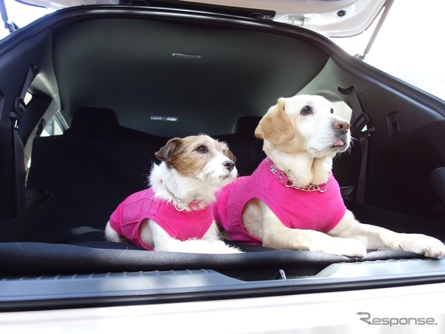 【青山尚暉のわんダフルカーライフ】夏の愛犬連れドライブの注意点!