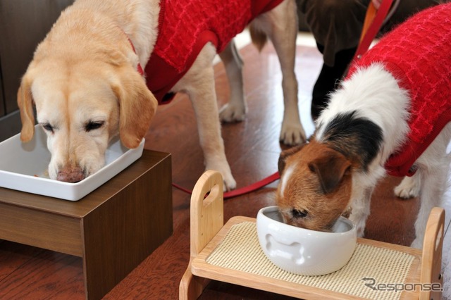 【青山尚暉のわんダフルカーライフ】愛犬との遠出、どんなことに気をつけるべき?