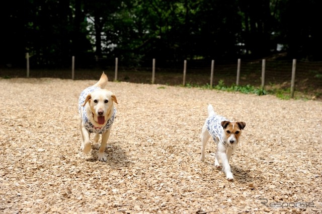 【青山尚暉のわんダフルカーライフ】愛犬との遠出、どんなことに気をつけるべき?