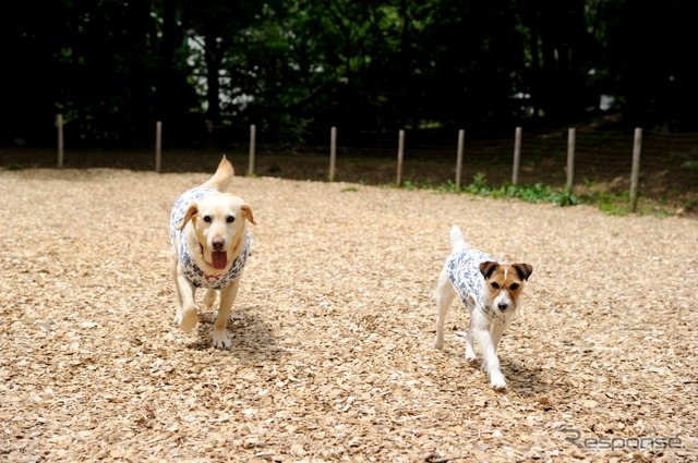 【青山尚暉のわんダフルカーライフ】愛犬との遠出、どんなことに気をつけるべき？