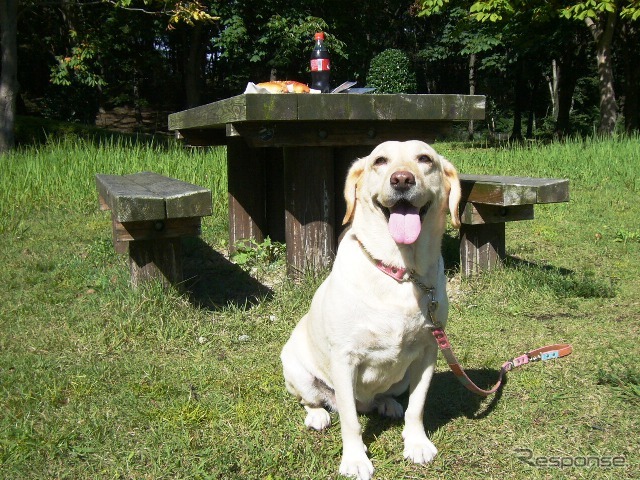 【青山尚暉のわんダフルカーライフ】愛犬との遠出、どんなことに気をつけるべき?