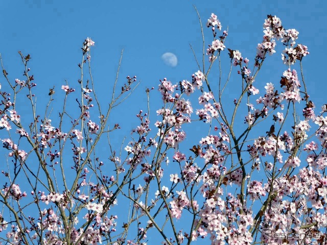 Barcelonaにも桜の季節がやってきた