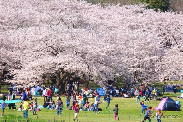 国営昭和記念公園（東京都）　(AC)