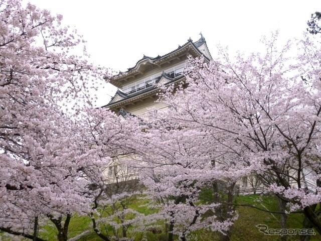 小田原城址公園（神奈川県）　(AC)