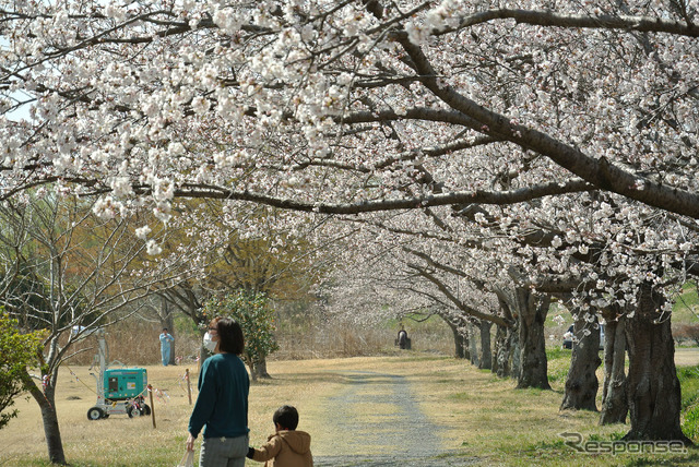 間もなく満開の桜。