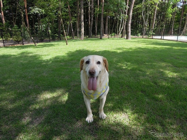 この夏行きたい理想の愛犬同伴宿、ドッグフレンドリーポイント10ヶ条