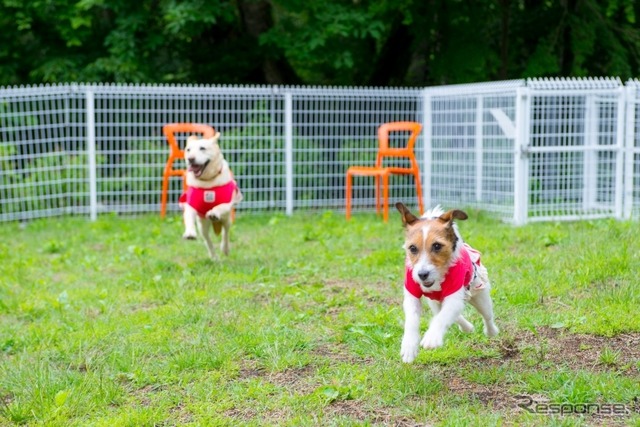 この夏行きたい理想の愛犬同伴宿、ドッグフレンドリーポイント10ヶ条