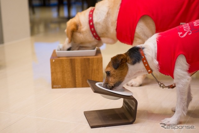 この夏行きたい理想の愛犬同伴宿、ドッグフレンドリーポイント10ヶ条