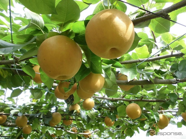 芳賀の梨（にっこり畑）（イメージ）
