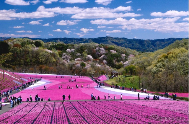芝ざくら公園(イメージ)