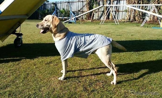 危険物探知にはふたつの犬種が使われる(ラブラドールレトリバー)。