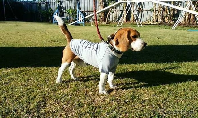 危険物探知にはふたつの犬種が使われる(ビーグル)。