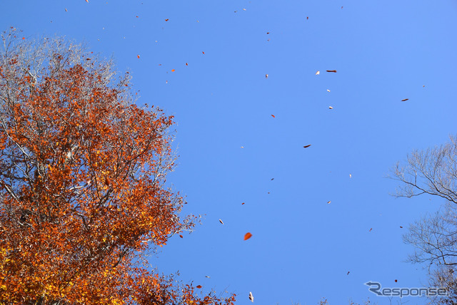 高地気候の紅葉は散り際が一番美しい。季節風が吹きつけるたびに空一面に枯葉が舞う。これを見られる期間はごくわずかだ。
