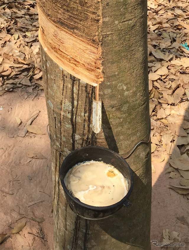 ゴムの木から採取される樹液