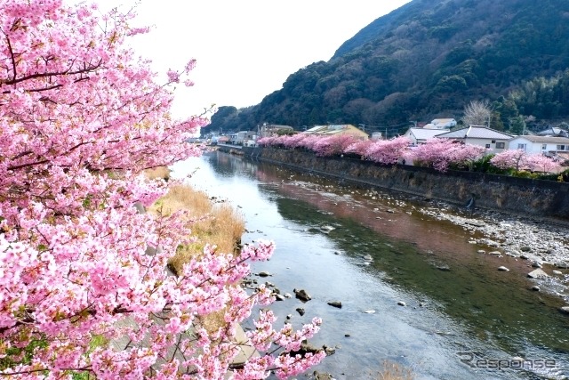 河津桜まつり（イメージ）