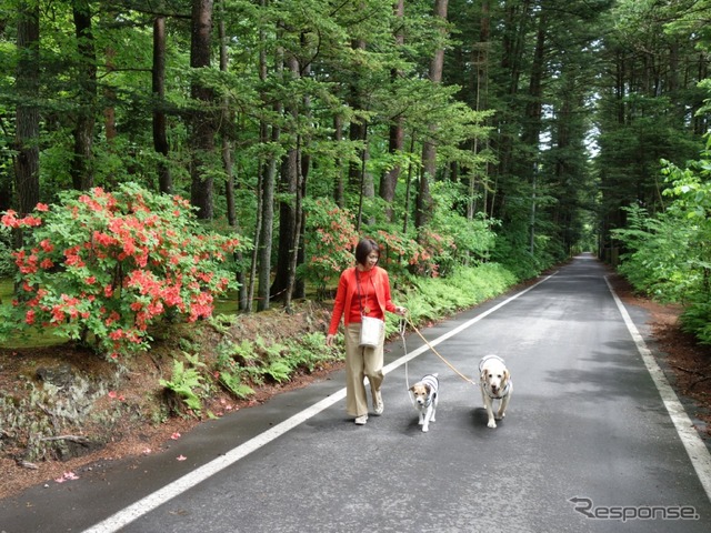 温泉と食事が魅力の愛犬同伴型温泉宿6選