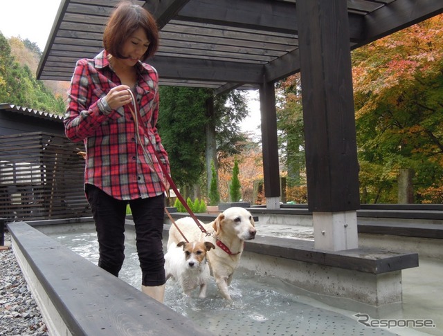 温泉と食事が魅力の愛犬同伴型温泉宿6選