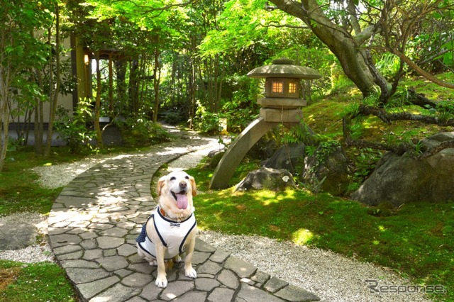 温泉と食事が魅力の愛犬同伴型温泉宿6選