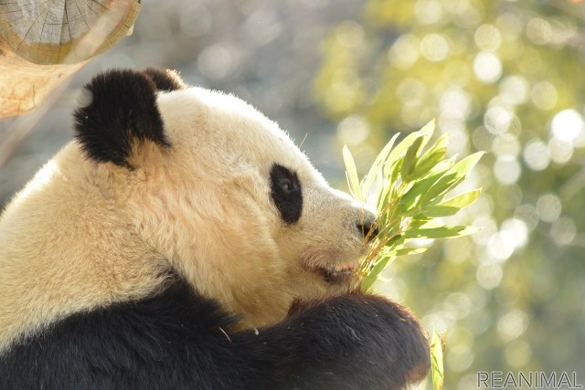 上野動物園