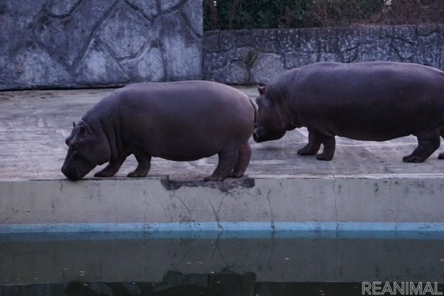 東武動物公園