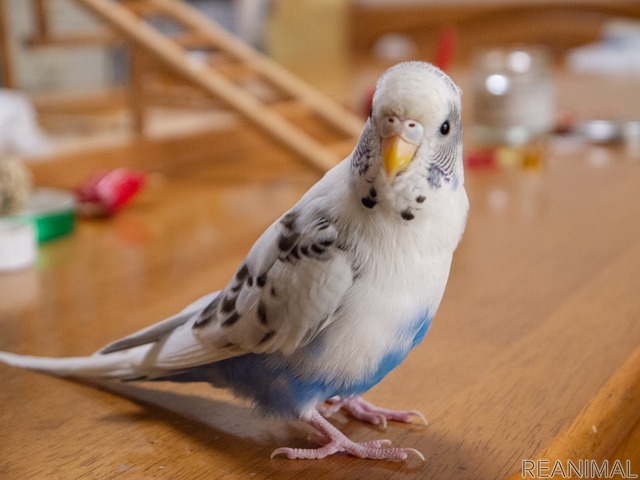 セキセイインコ ハルクインのカイちゃん