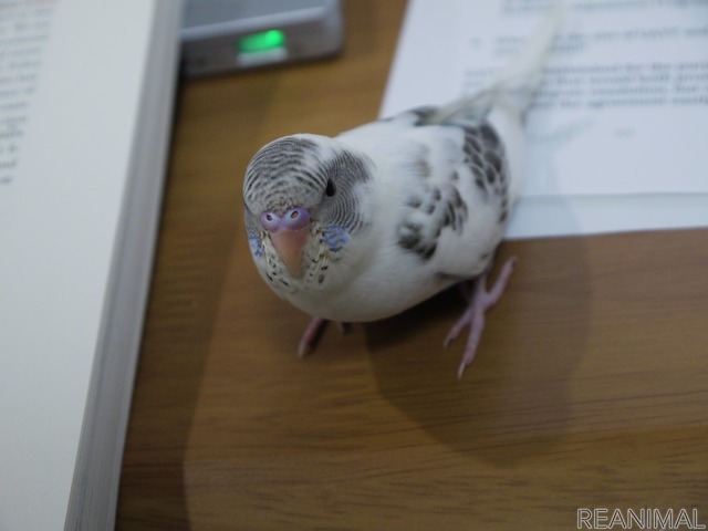 セキセイインコ ハルクインのカイちゃん