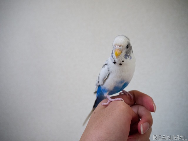 セキセイインコ ハルクインのカイちゃん