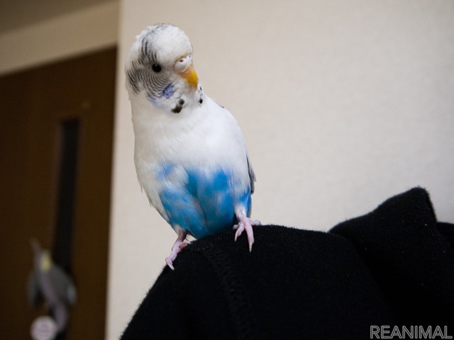 セキセイインコ ハルクインのカイちゃん