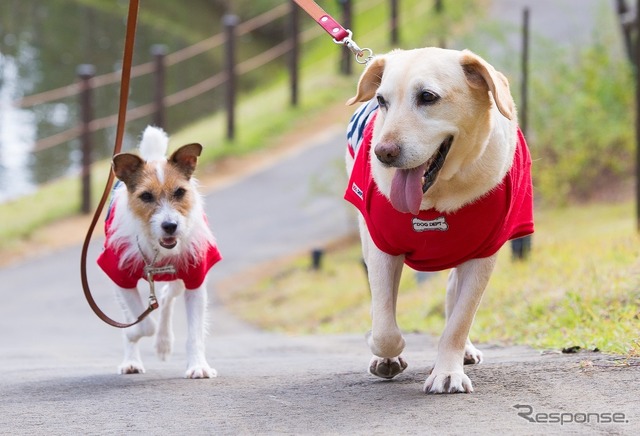 愛犬用お出かけアイテム