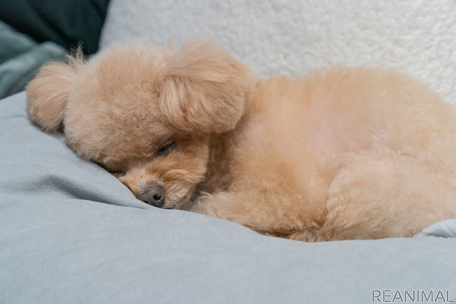 小型犬と暮らすといくらぐらいかかるの?