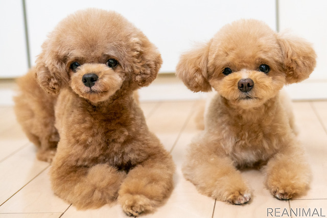 小型犬と暮らすといくらぐらいかかるの?