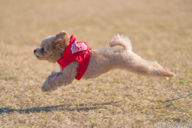 小型犬と暮らすといくらぐらいかかるの?