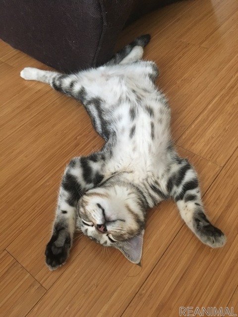 「WEBねこにすと~ねこ寝っこ篇~」